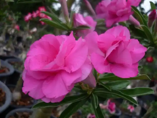 Адениум свазикум «Пинк Пион» (Adenium swazicum 'Pink Peony')