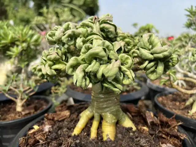 Адениум Дорсет Хорн (Adenium dorset horn)
