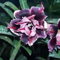 Адениум обесум «Блю Бой» (Adenium obesum double flower 'Blue Boy')