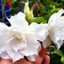 Адениум обесум «Сноу Вайт» (Adenium obesum triple flower 'Snow White')