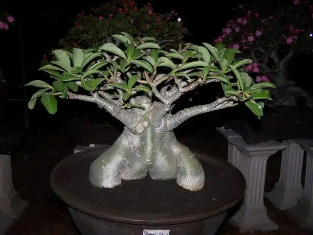 Адениум тай-сокотранум (Adenium thai-socotranum)
