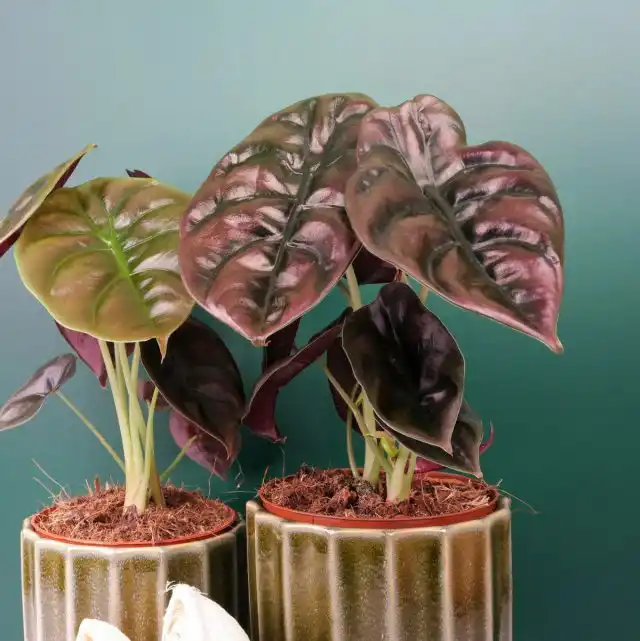 Алоказия медно-красная «Ред Сикрет» (Alocasia cuprea 'Red Secret')