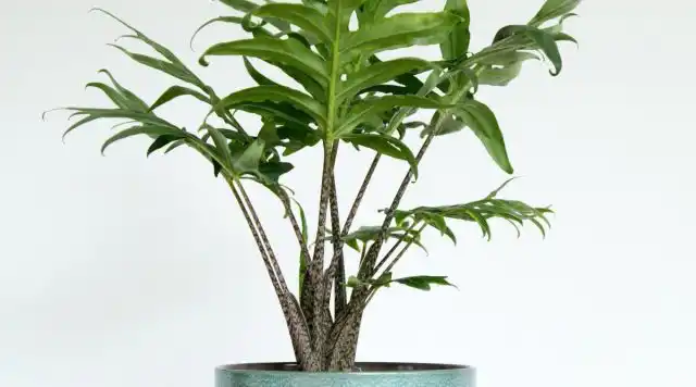 Алоказия бранцифолия «Пинк Пассион» (Alocasia brancifolia 'Pink Passion')
