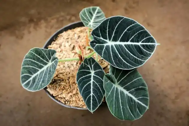 Алоказия «Блэк Вельвет»