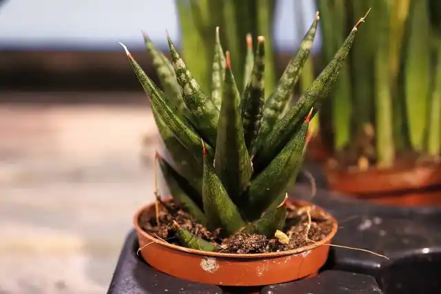 Карликовая сансевиерия