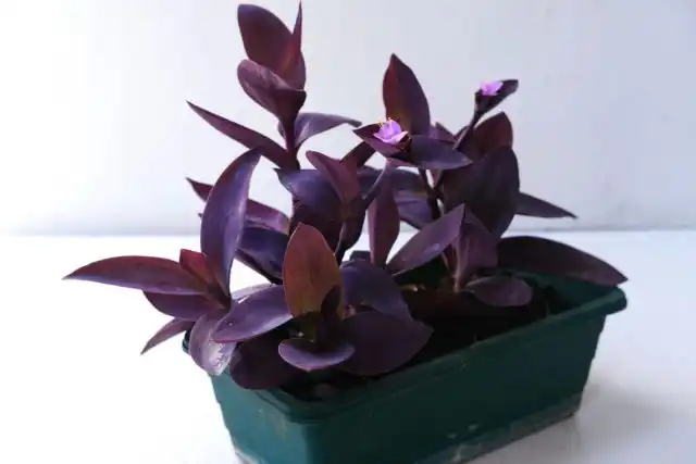 Традесканция «Пурпуреа»