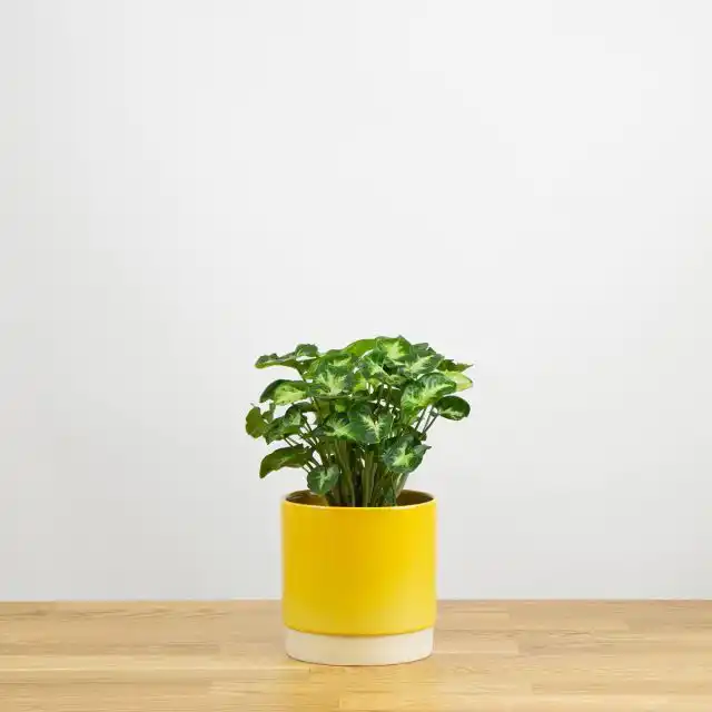 Сингониум «Пикси»