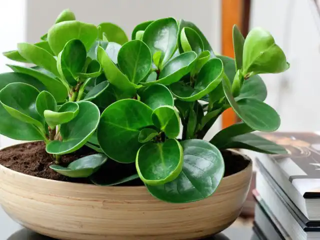 Пеперомия туполистная - неприхотливое комнатное растение, которое хорошо себя чувствует при слабом освещении