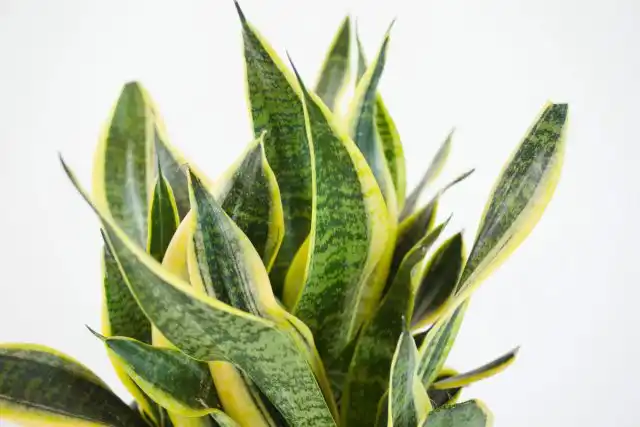 За сансевиерией суперба очень легко ухаживать, к тому же она производит сильное впечатление благодаря своей эстетике и архитектурной форме