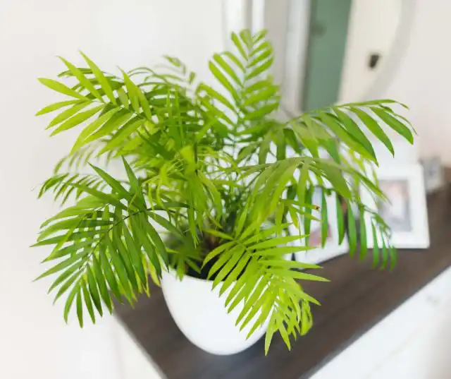 Хамедорея элеганс. Она представляет собой небольшое компактное одноствольное растение с красивыми изогнутыми перистыми листьями