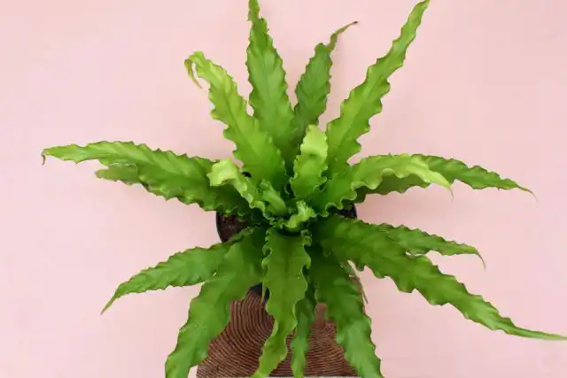 Асплениум, или костенец, хорошо растет при непрямом свете и даже может выдерживать искусственное освещение