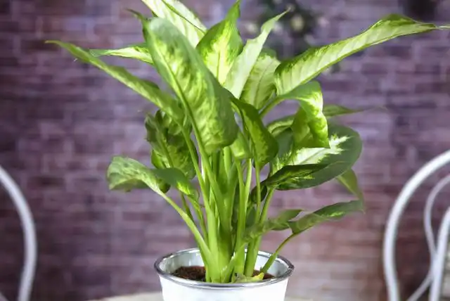 Диффенбахия вызывает покраснение, раздражение и отек языка и горла