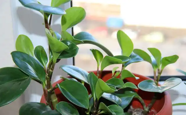 Эфирные масла в листьях и стеблях пеперомии, при поедании, могут вызвать отравление у собак