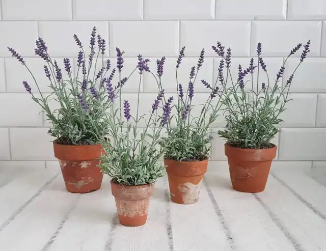 Употребление большого количества лаванды может вызвать рвоту и диарею у собак