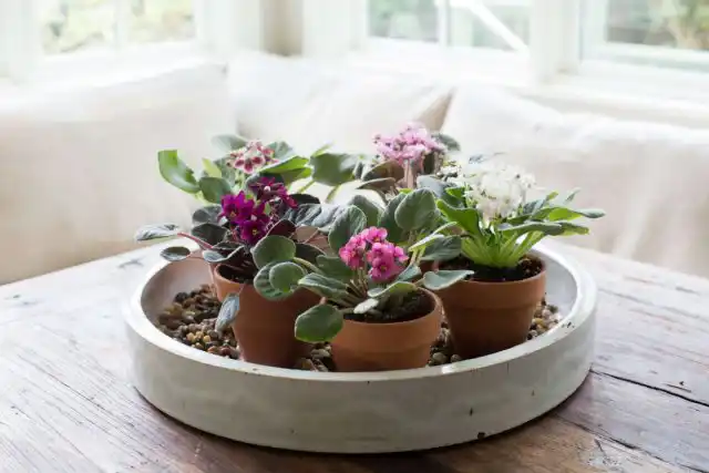 Когда собака поедает части сенполии, эти соединения могут превратиться в цианид, ядовитое вещество