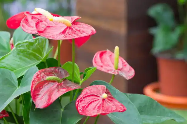 Оксалат кальция, который содержится в листьях и цветках антуриума, вызывает сильный дискомфорт во рту и горле у собак