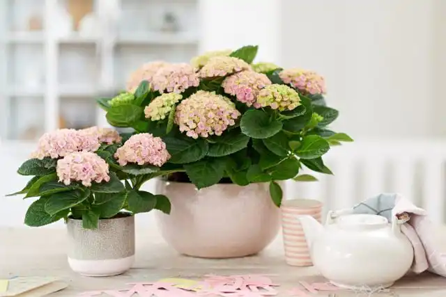 Листья и цветки гортензии содержат симптоматические гликозиды и силикаты, вызывающие тошноту, рвоту и диарею у собак.