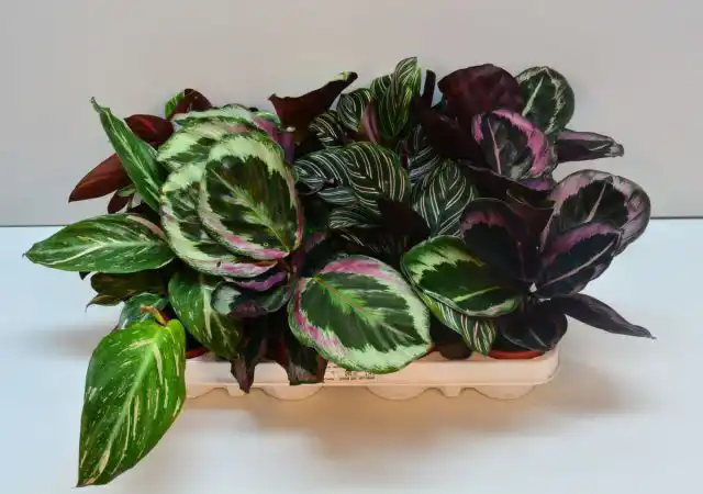 Калатея может вызвать тошноту, рвоту, диарею и повышение сердечного ритма у собак