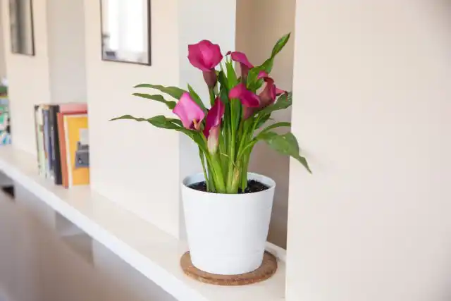 Листья и цветки каллы вызывают раздражение слизистых оболочек, рвоту и диарею у собак