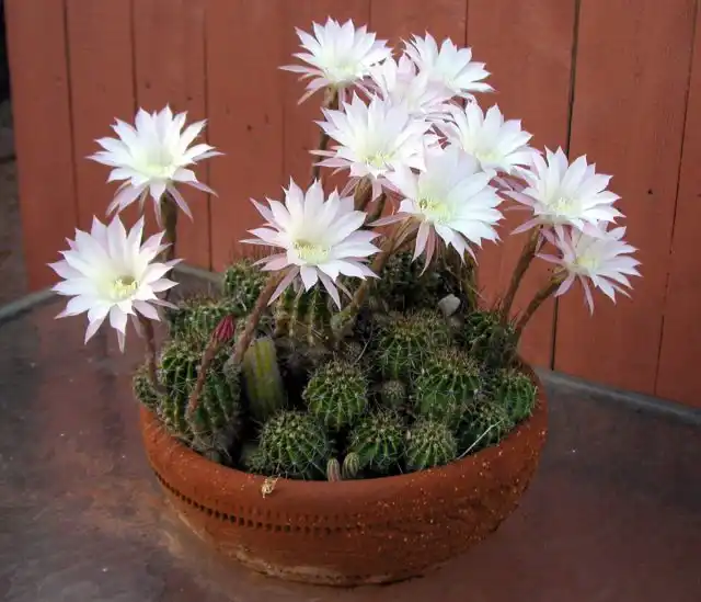 Кактус эхинопсис