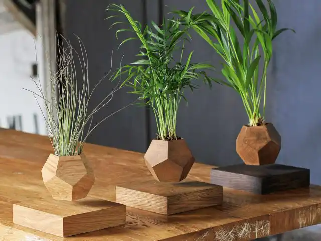 Разнозаряженные магниты позволяют растению парить в воздухе само собой без всяких креплений