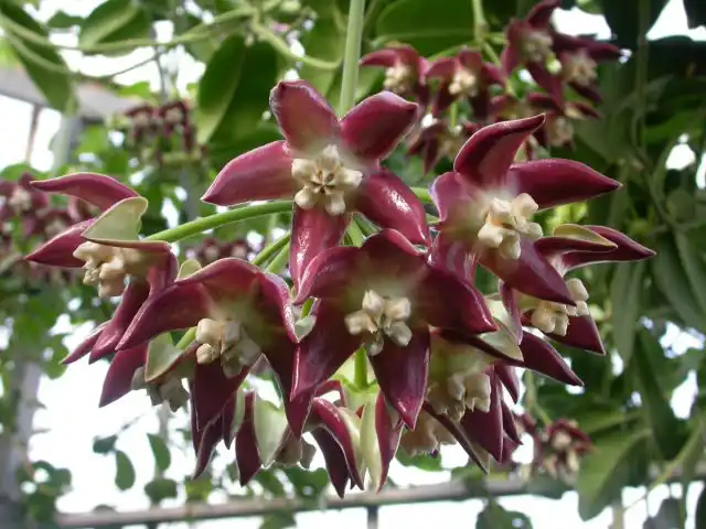 Хойя императорская