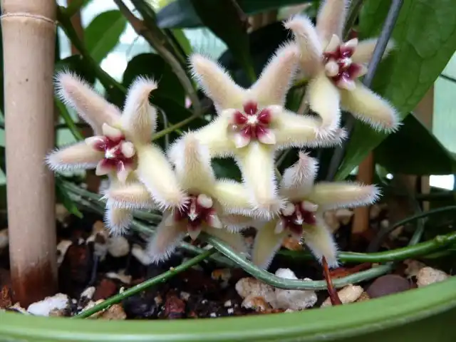 Хойя пушистоцветковая