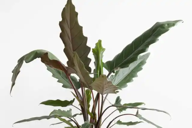 Алоказия «Пурпл Сворд»