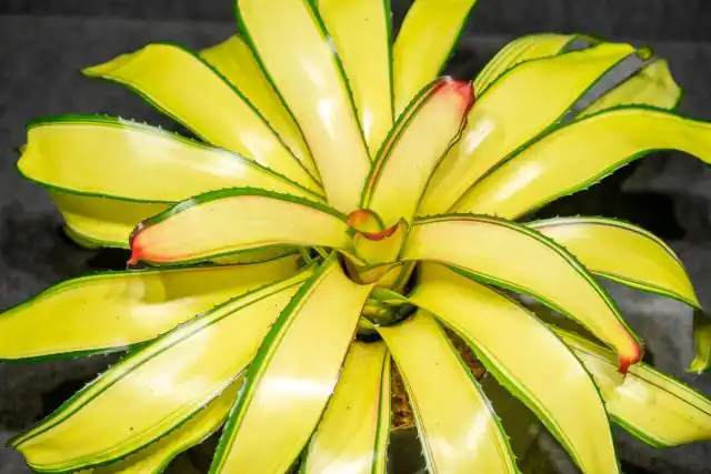 Неорегелия «Гайя»