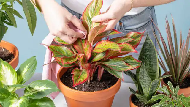 Подготовьте растения перед отъездом