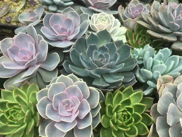 Все суккуленты так или иначе отлично размножаются с помощью всего одного листа.