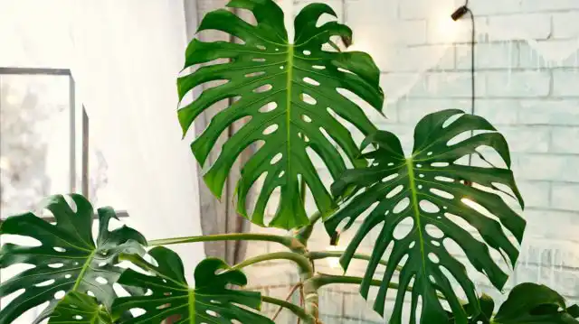 Если вдруг вам достался лист монстеры, то стоит попробовать вырастить из него растение.