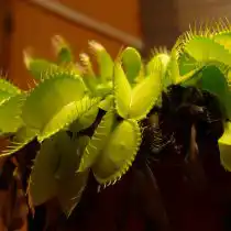 Венерина мухоловка «Джастина Девис»