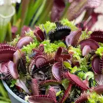 Венерина мухоловка «Ред Драгон»