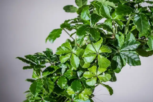 Циссус - это род вьющихся растений родом из тропических и субтропических областей, отличающийся очень быстрым ростом