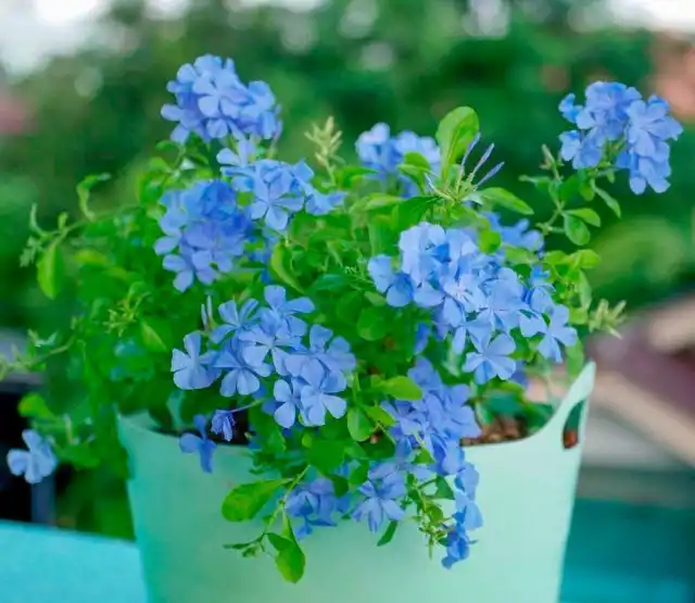 Плюмбаго широко используется в ландшафтном дизайне как кустарник или почвопокровное растение