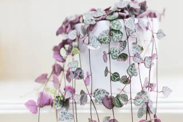 Церопегия Вуда - это многолетнее вьющееся растение, которое имеет маленькие, сердцевидные листья и длинные, хрупкие стебли