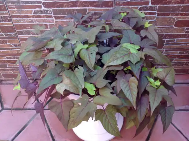 Декоративный батат (Ipomoea batatas)