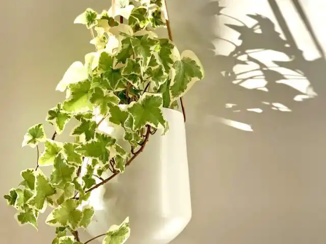 Английский плющ (Hedera helix)