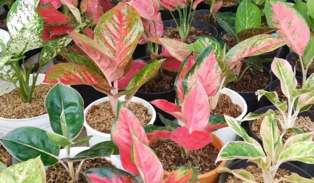 Аглаонема (Aglaonema)