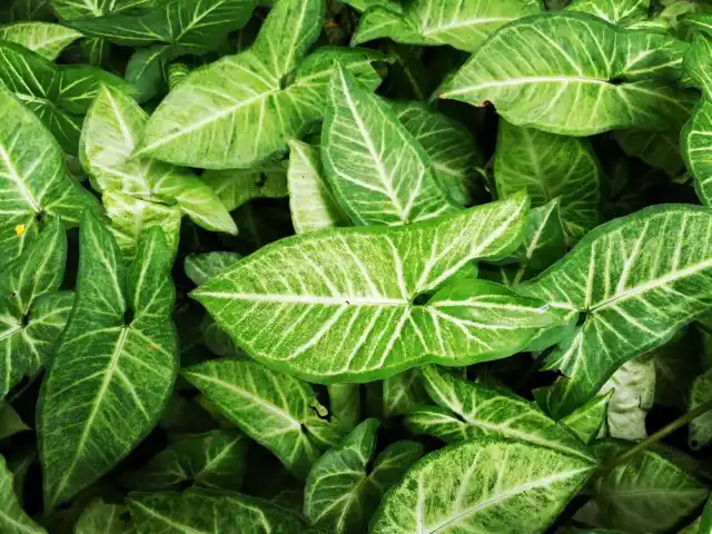 Сингониум (Syngonium podophyllum)