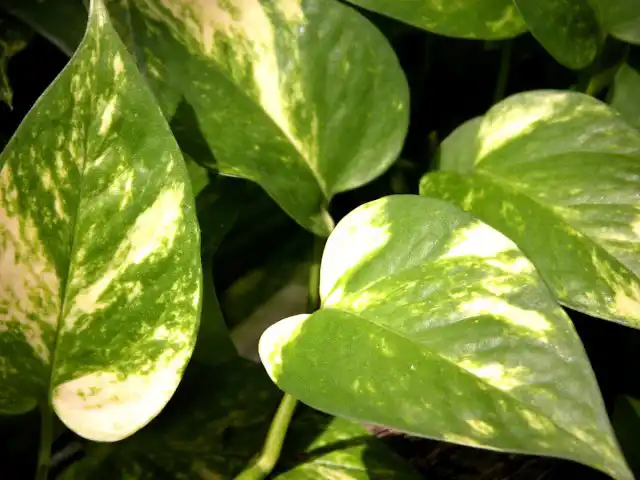 Эпипремнум золотистый (Epipremnum aureum)