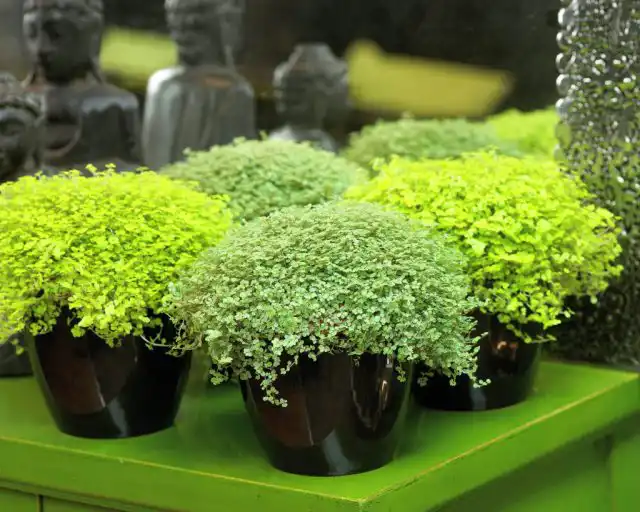 Солейролия