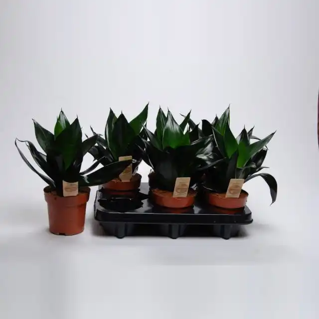Сансевиерия «Блэк Драгон» (Sansevieria 'Black Dragon')