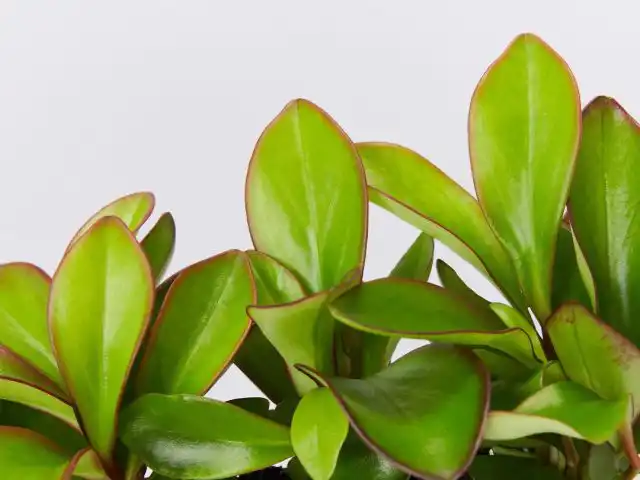 Пеперомия «Ред Эдж» (Peperomia 'Red Edge')