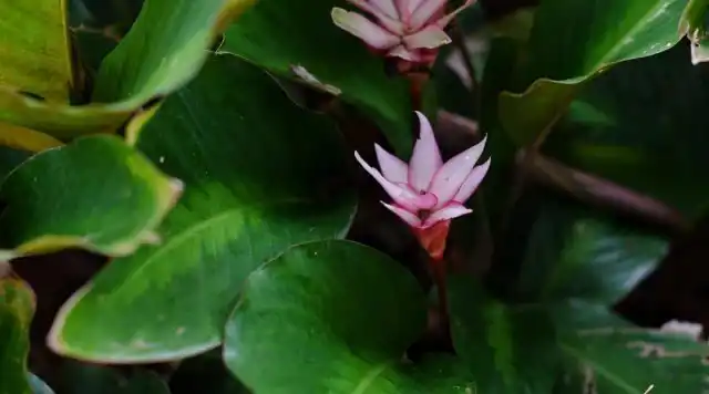 Калатея «Пинк Лотос» (Calathea 'Pink Lotus')
