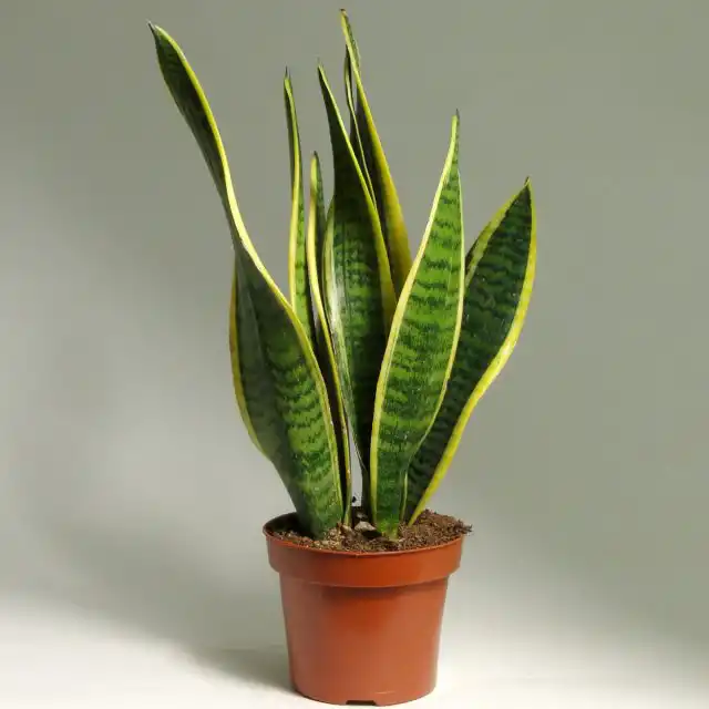 Сансевиерия лауренти