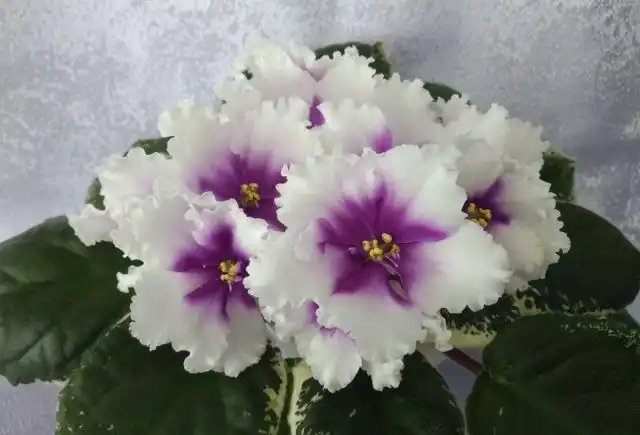 Сорт «ЛЕ-Жанна»