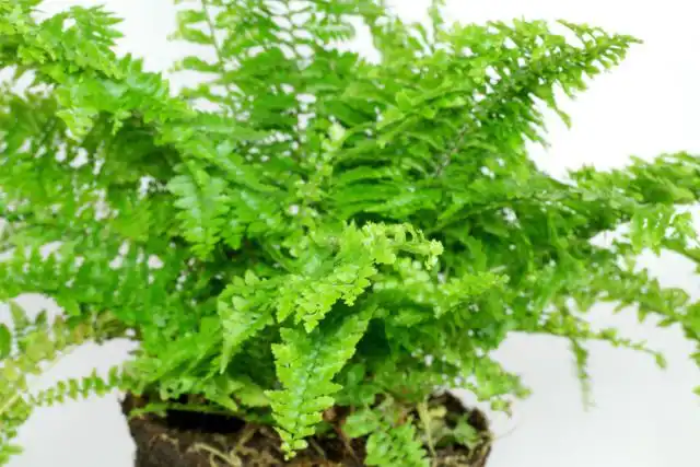 Бостонский папоротник