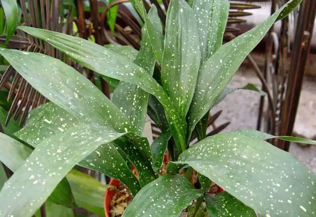 Аспидистра сорта «Милки Вэй» (Aspidistra Elatior 'Milky Way')